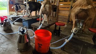 Milking 10 Goats Live  - With Machine and by Hand