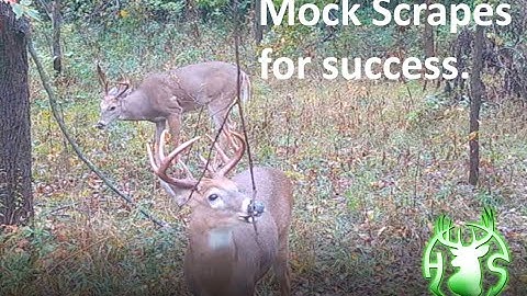 How mock scrapes can help your hunting success.