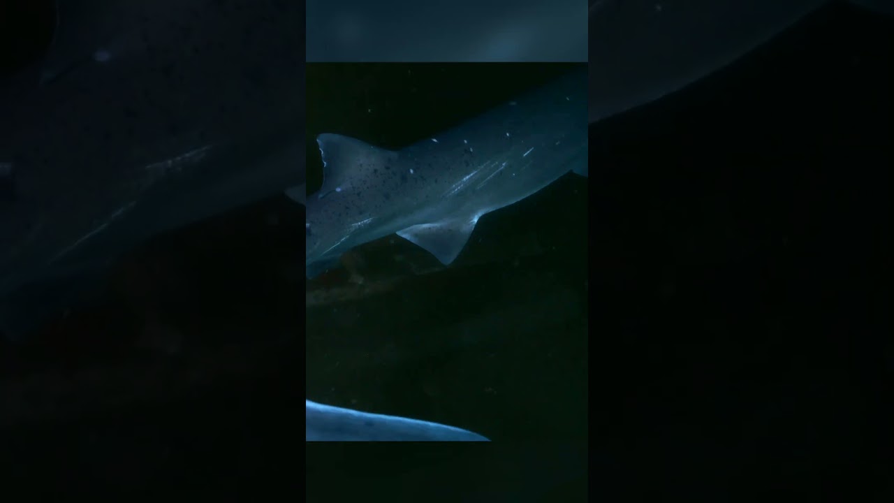 Film backdrop image for Exclusive footage of a broadnose sevengill (2023)