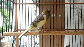 Download Lagu KENARI JAMBUL UNIK.!!! Dengarkan suaranya baik-baik MP3