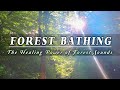 4k Morning Forest Sounds (8D NATURE) 🌳ASMR AMBIENCE MEDITATION 🌳432Hz Nature Sounds Birds Singing