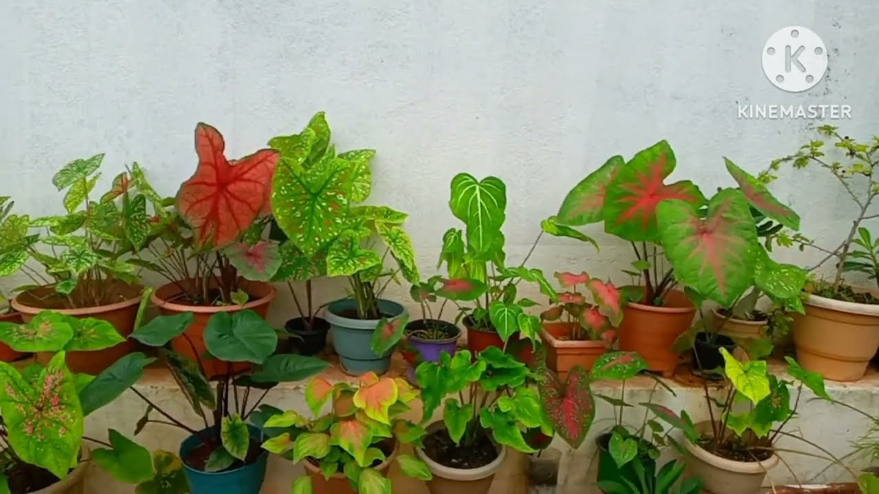 Low price Beautiful caladium @Floweringgardenvlog