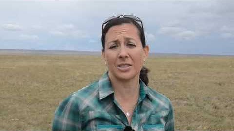 Grasslands songbirds and ground-nesting birds