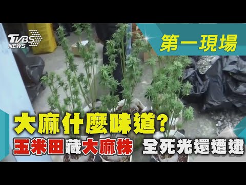 大麻什麼味道? 玉米田藏大麻株 全死光還遭逮｜TVBS新聞 @TVBSNEWS01