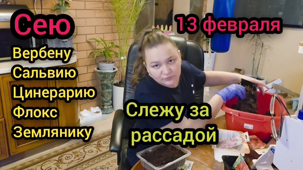 ☃️ 13 Февраля 2026 год Сею Вербену Сальвию Цинерарию Флокс Землянику Слежу за рассадой