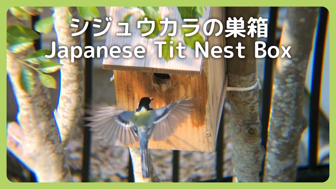 Summary Video] Japanese Tit Nest Box - Let's Observe the Nest Box