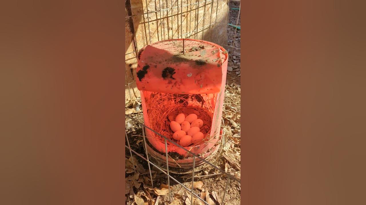 How to increase egg production during winter. YouTube