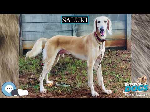 Saluki 🐶🐾 Everything