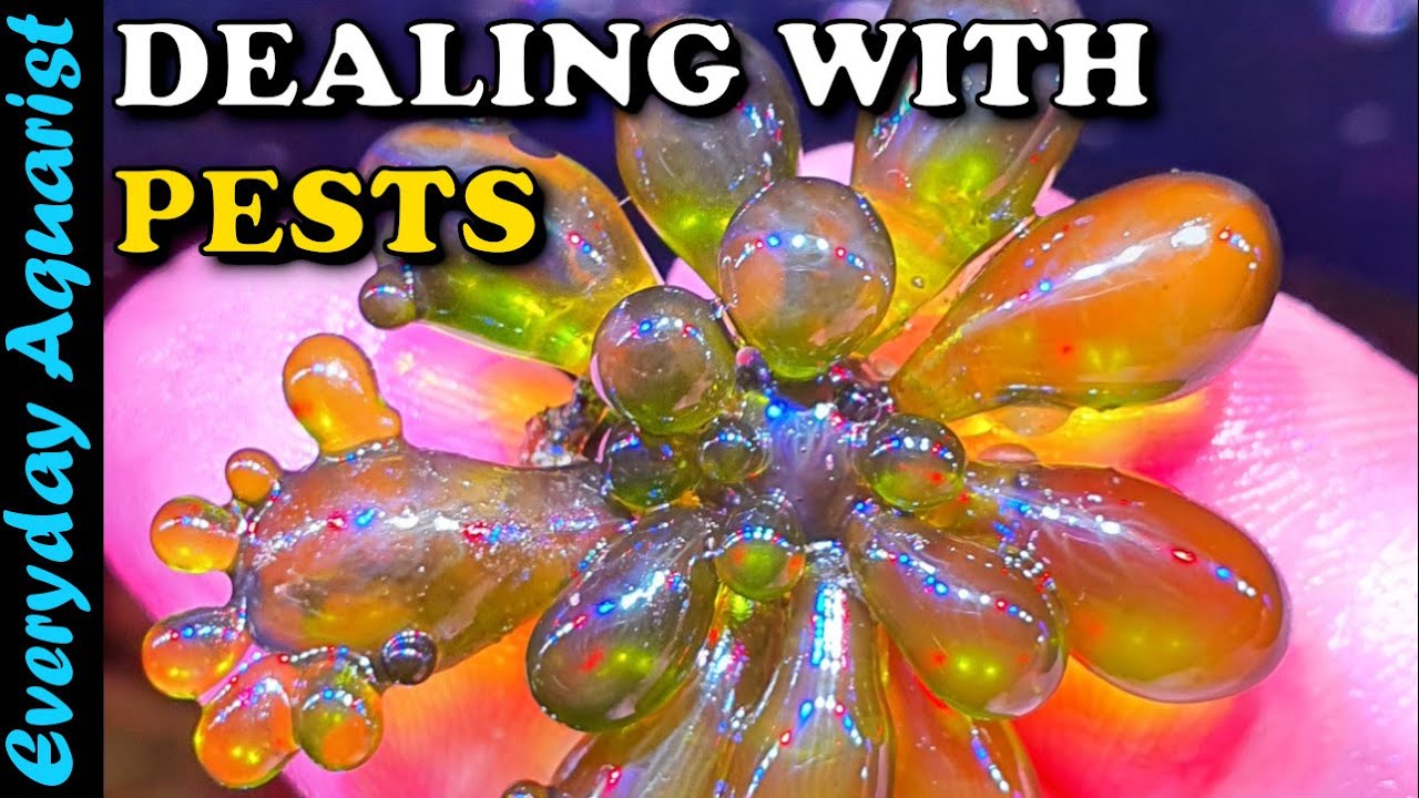 Controlling HAIR ALGAE and PEST ALGAE in a Macroalgae PLANTED REEF TANK