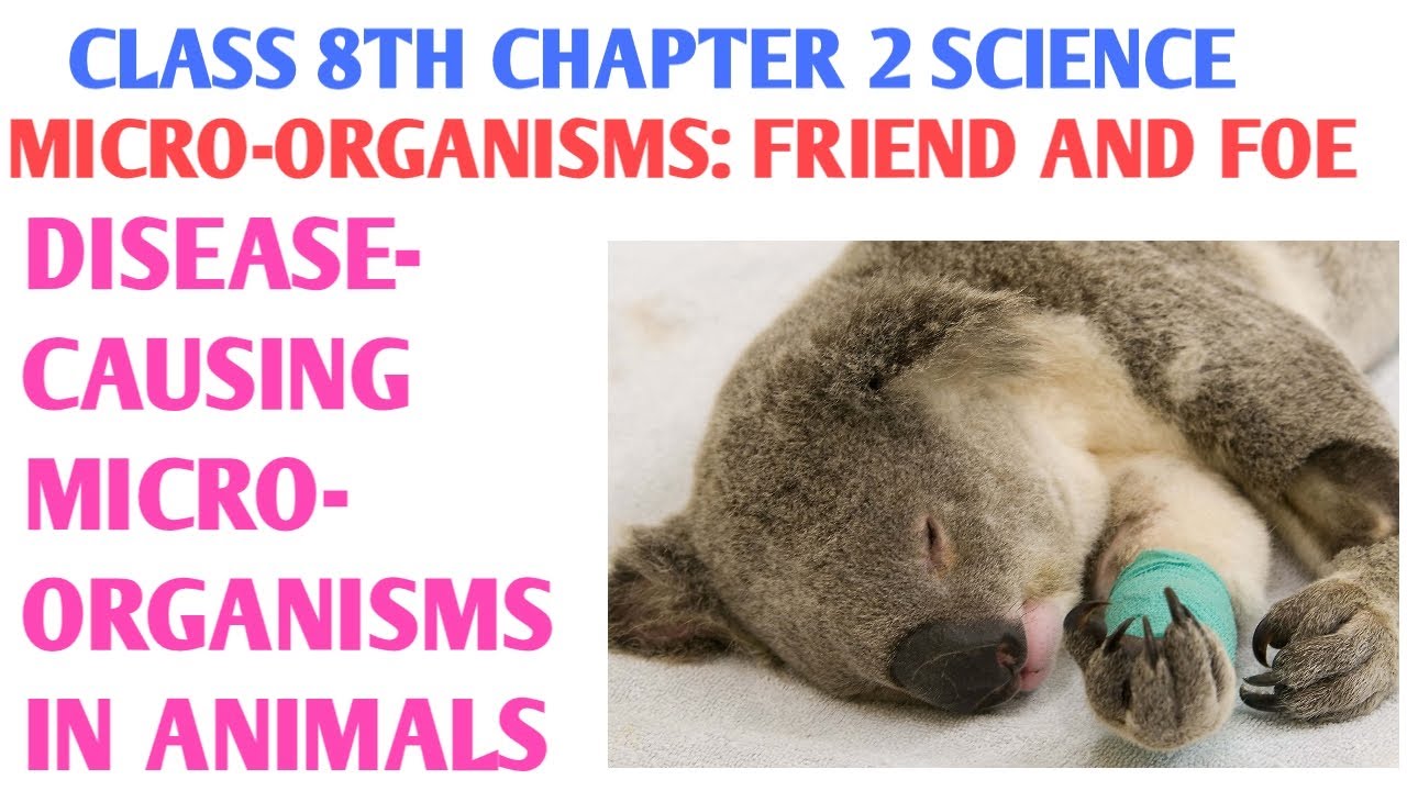 Disease causing microorganisms in animals class 8th | Microorganisms friend  and foe class 8th - YouTube