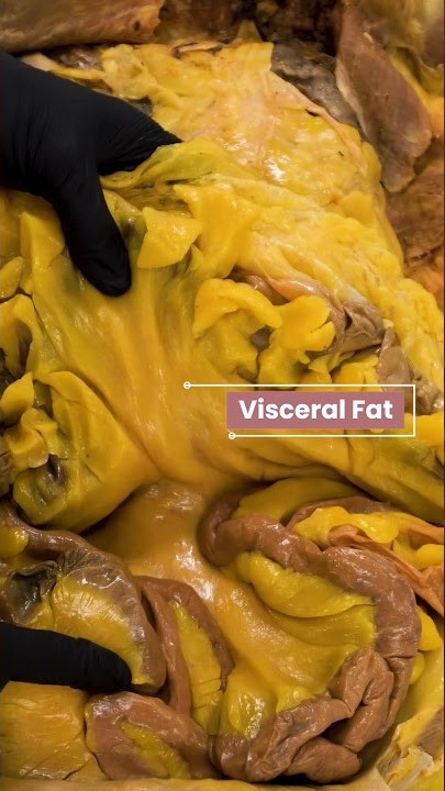 How Your Body Burns Fat