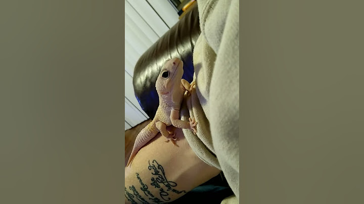albino leopard gecko