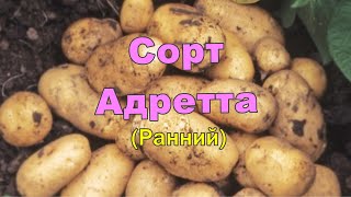 Сорт Картофеля Адретта Характеристика