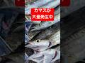 【速報】カマスが入れ食い中!!この場所です☀️