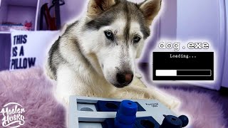 Siberian Husky STUMPED by Dog Puzzle! by Meeler Husky 495 views 3 years ago 6 minutes, 50 seconds