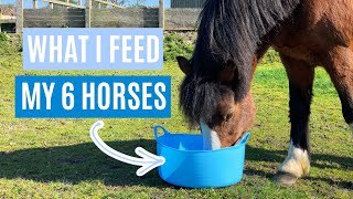 WHAT I FEED MY HORSES | Concentrates | Lock Down Day 18