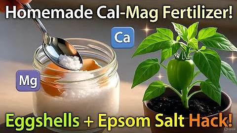 Make Your Own Cal Mag Fertilizer at Home Eggshells + Epsom Salt Hack!