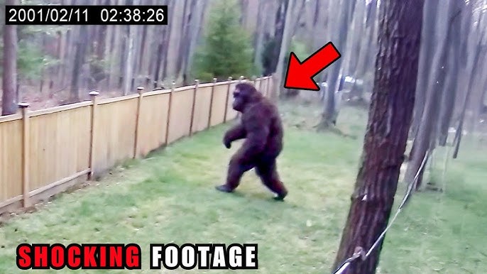 Elk Hunter Records Video Of Bigfoot In The Winter Forest - YouTube