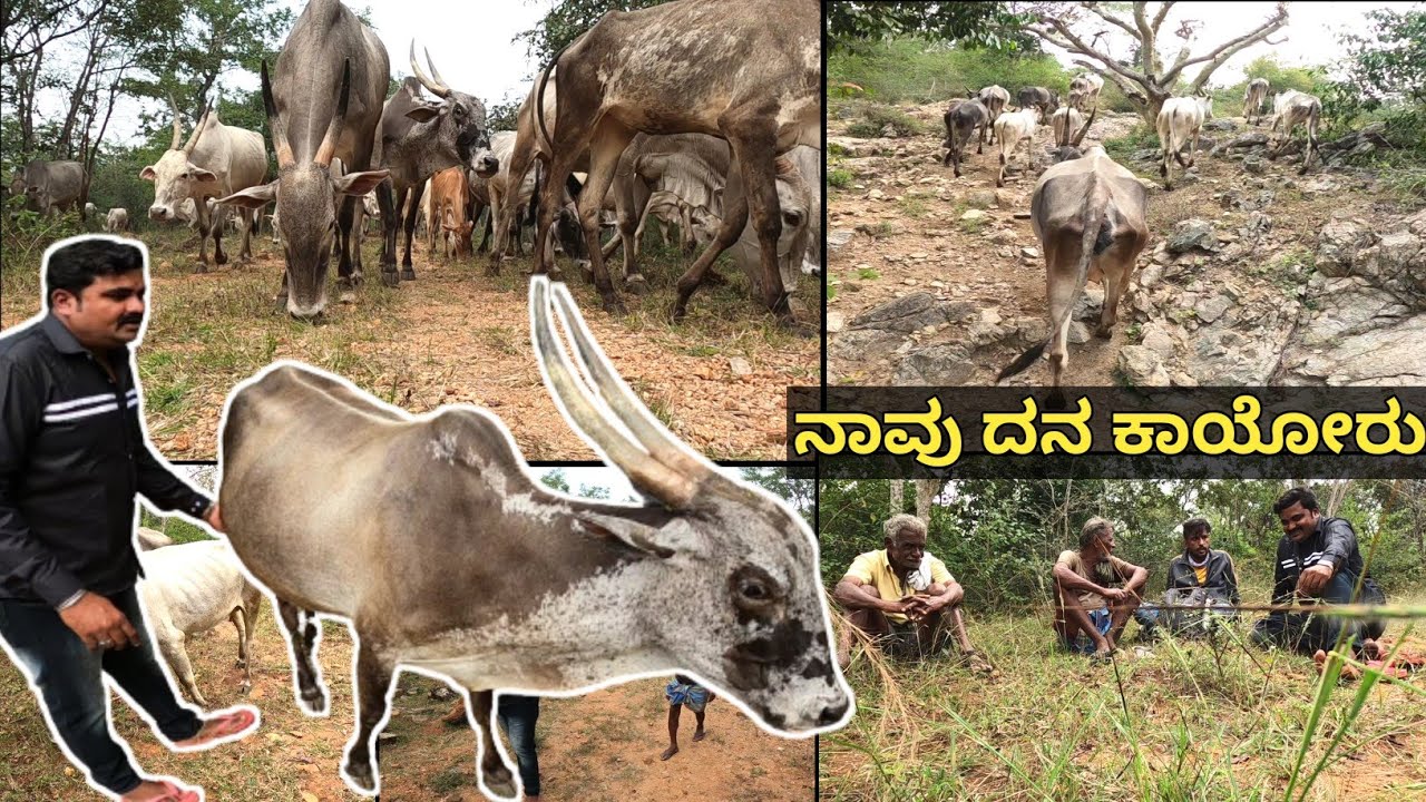 ಕಾಡಿನಲ್ಲಿ ಹಸುಗಳನ್ನು ಹೇಗೆ ಮೇಯಿಸ್ತಾರೆ ನೋಡಿ... ನಾವು ಒಂದಿನ ಹಸುಗಳನ್ನು ಮೆಯಿಸ್ಬಿಡೋಣ ಅದು ಕಾಡೊಳಗೆ ಬನ್ನಿ...!