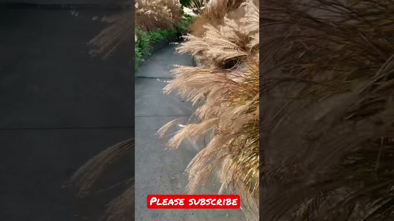 Beach Grass in the Sunshine