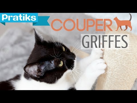 conseils-véto---comment-couper-les-griffes-de-son-chat-?