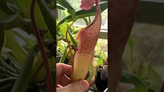 How to Properly Water Nepenthes in Under a Minute #shorts