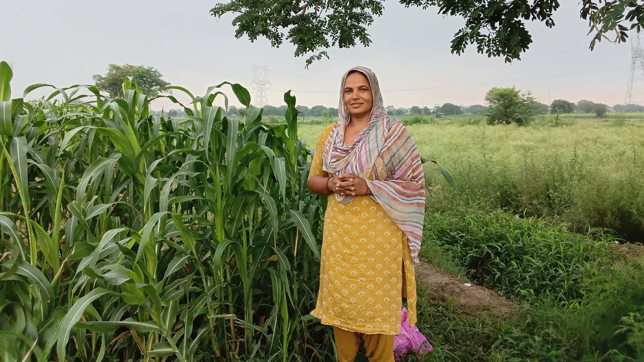 आज  देखो  बैगन  भिंडी  लोकी  और  तोरी  के पैड 