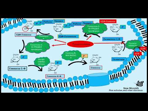 Обмен Галактозы и Фруктозы(Часть 10)