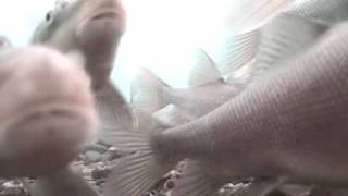 Razorback Sucker Fish Xyrauchen texanus Fish Camera Live Fishcam