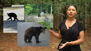 The season is the reason for the increase of bear sightings; wildlife experts urge residents to let