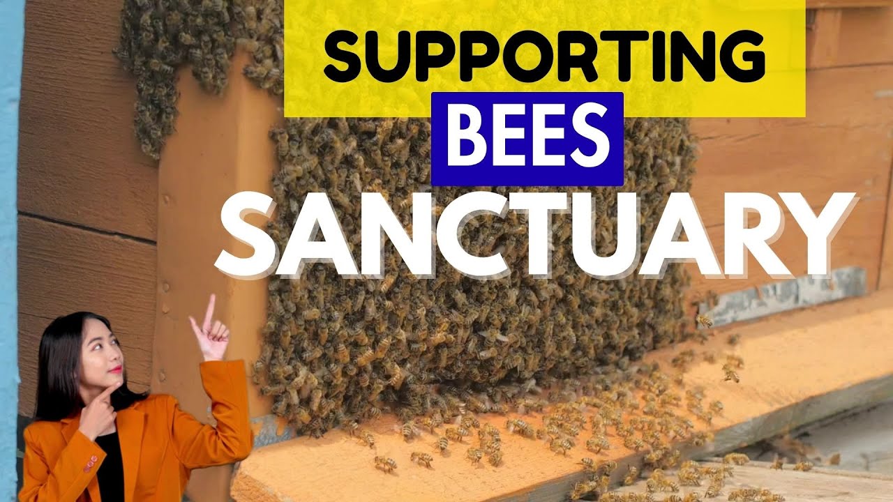 Supporting Bee Sanctuaries:  How You Can Get Involved. Urban Bees survival.
