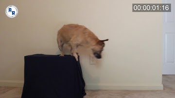 Small Dog Jumping Down/Off of Ledge ~ Animation Reference