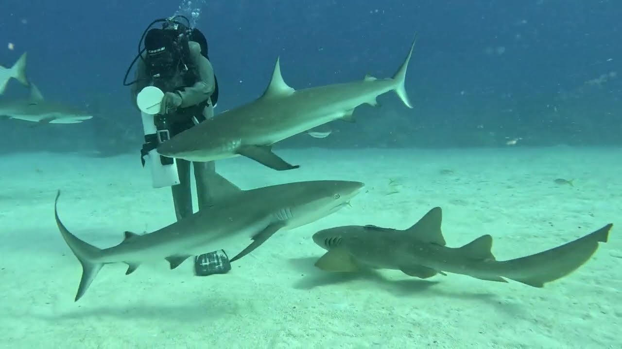 Grand Bahama Island Shark Dives December 2024 by Jason Pare'