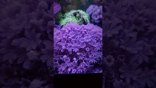 Pulsing Xenias Natures Dance