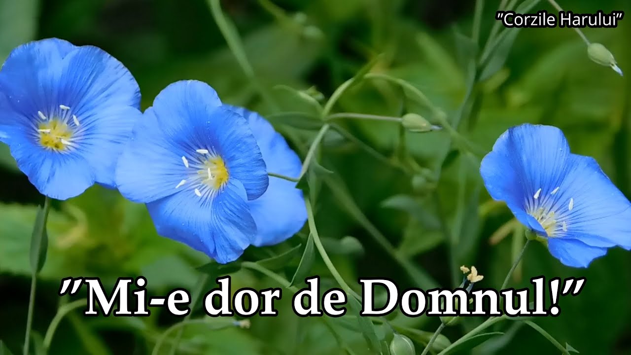 ”Mi-e dor de Domnul!” cântare creștină 2026