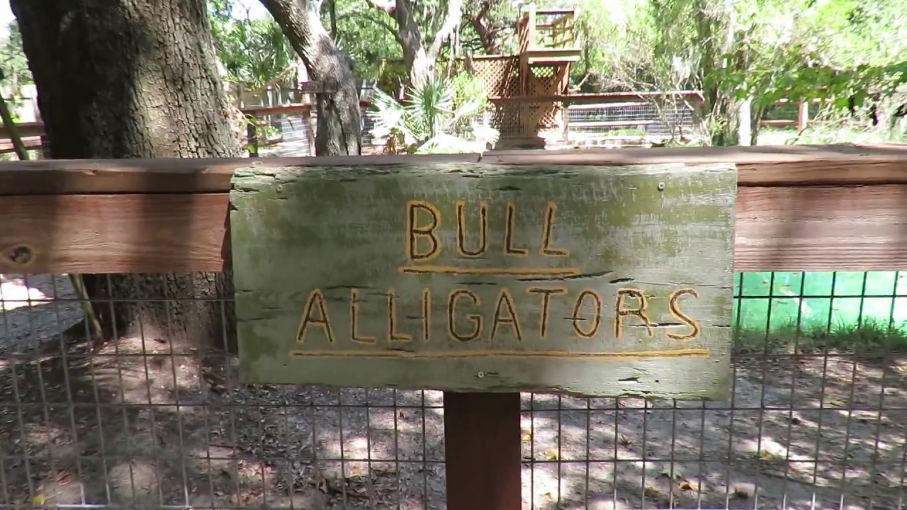 Bull Alligators Enjoy Trees & Tropical Landscaping at Green Pond Edisto Island Serpentarium