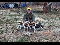 Rabbit Hunting With Beagles (Great Footage) Catch, Clean, Cook!!!