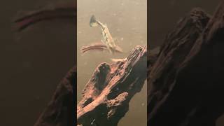 Ditipu sama udang #predatorfish #koleksiikanpredator #megatank #pbass #ikanpredator