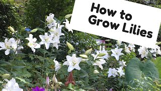 How to Grow Lilies ~ Lily Care ~ Y Garden