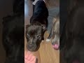 We’re back! All grown up! #puppies #allgrownup #americanbully #pitbull #cutedogs