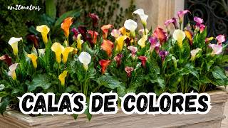 PRESENTACIÓN: RESULTADO DE MACETA CON BULBOS DE CALA MINI DE COLORES (te aclaro dudas en chat)