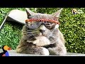 Cat Who Has To Wear Sunglasses Loves Getting Attention - BAGEL | The Dodo