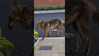 little Fox takes 2 chicken legs away