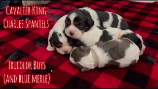 Tricolor & Blue Merle Cavalier King Charles Spaniels; How do they compare? (Boys) by Red Barn Cavaliers 1,051 views 6 months ago 12 minutes, 25 seconds