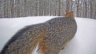 Gray fox runs fast in the snow