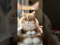 #youtubeshorts #cat #lover