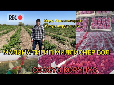 Video: Эң кирешелүү жана ыңгайлуу бакча сугаруу системалары