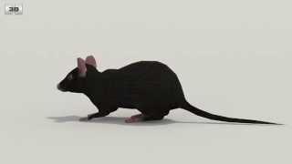 Mouse Black Low Poly 3D model by 3DModels.org