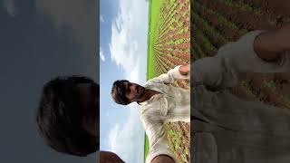 Herbicide se paresan kishan 🙂#farming #herbicides #newvlog