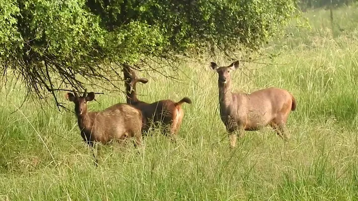 Sambr Deer from Tadoba Tiger Reserve